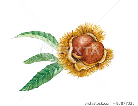 Illustration of hand drawn burr chestnut and chestnut Illustration of hand drawn burr chestnut and chestnut 93877325