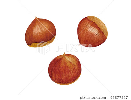 手繪板栗插畫 手繪板栗插畫 93877327