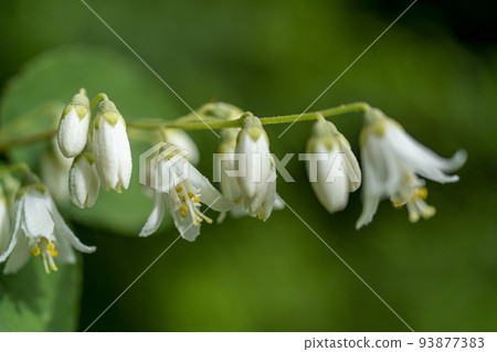 Small white pretty flowers in early summer, Mitsubetsugi 93877383