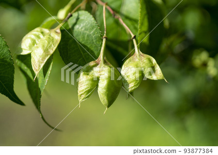 The fruit is similar in shape to the fruit of Ooi-no-fuguri, but is much larger in size. 93877384