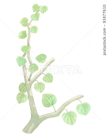 Watercolor: Botanical 93877610