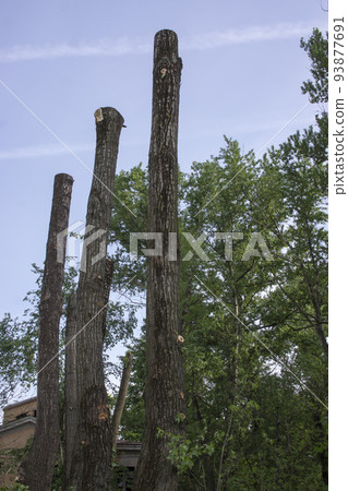 pruning trees. Slaughter of a poplar. Seasonal pruning of trees in the city park service. pruning trees. Slaughter of a poplar. Seasonal pruning of trees in the city park service. 93877691