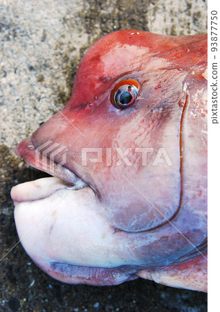 Close-up of Asian sheepshead wrasse Close-up of Asian sheepshead wrasse 93877750