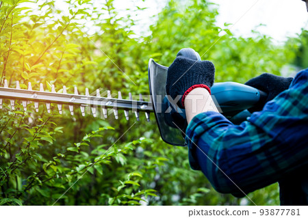 Gardener holding electric hedge trimmer to cut the treetop in garden. 93877781