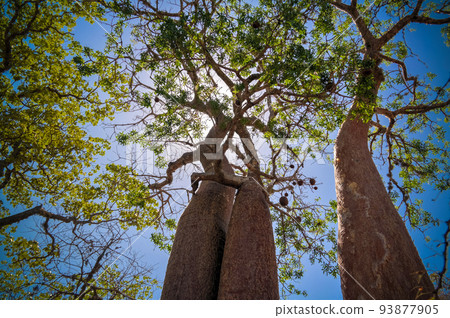 Landscape with Adansonia rubrostipa aka fony baobab tree in Reniala reserve , Toliara, Madagascar 93877905