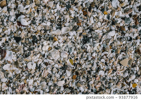 Close-up seashells on beach sand summer day. Abstract ocean background pattern collection 93877916