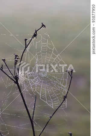 Spider web in sunrise sun Spider web in sunrise sun 93877950