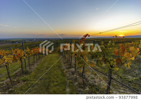 vineyard near Unterretzbach in the Weinviertel region, Lower Austria, Austria vineyard near Unterretzbach in the Weinviertel region, Lower Austria, Austria 93877998