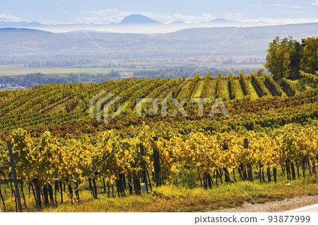 autumn vineyard near Langenlois, Lower Austria, Austria 93877999