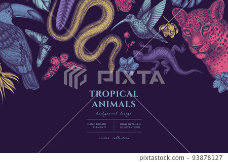 Tropical animals hand drawn illustration design. Background with vintage leopard, snake, lizard, hummingbird, toucan, rajah brooke's birdwing, african giant swallowtail, monstera, strelitzia, protea Tropical animals hand drawn illustration design. Background with vintage leopard, snake, lizard, hummingbird, toucan, rajah brooke's birdwing, african giant swallowtail, monstera, strelitzia, protea 93878127