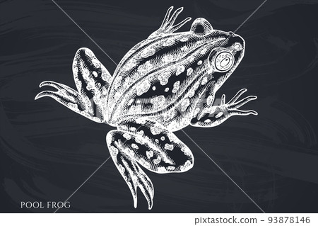 Mysterious forest hand drawn vector illustrations collection. Chalk pool frog. Mysterious forest hand drawn vector illustrations collection. Chalk pool frog. 93878146