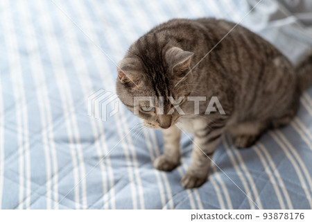 The staring cat, the Sabatra cat 93878176