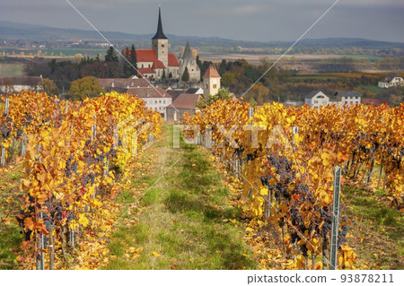 Vineyard in autumn near Pulkau, Lower Austria, Austria Vineyard in autumn near Pulkau, Lower Austria, Austria 93878211