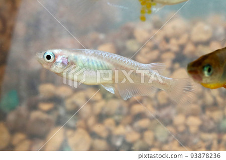 一條日本觀賞美雪鱂魚在明亮的水族館裡游泳,裡面有雞蛋。 一條日本觀賞美雪鱂魚在明亮的水族館裡游泳,裡面有雞蛋。 93878236