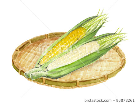 Illustration of white and yellow corn on a colander drawn by watercolor White back Illustration of white and yellow corn on a colander drawn by watercolor White back 93878261