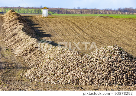 sugar beet near Jaroslavice, Southern Moravia, Czech Republic sugar beet near Jaroslavice, Southern Moravia, Czech Republic 93878292