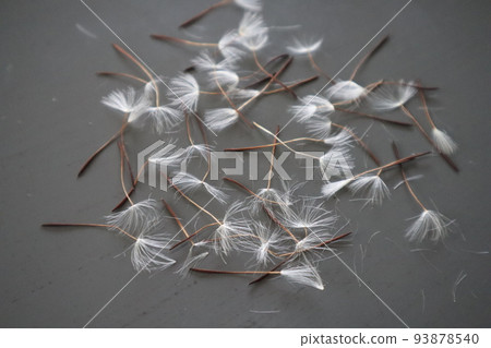 Momoiro Dandelion Seeds 93878540