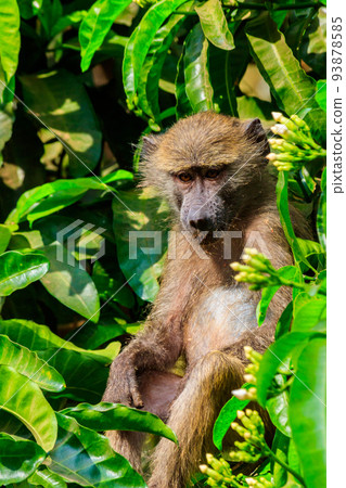 Olive baboon (Papio anubis), also called the Anubis baboon, on a tree in Lake Manyara National Park in Tanzania Olive baboon (Papio anubis), also called the Anubis baboon, on a tree in Lake Manyara National Park in Tanzania 93878585