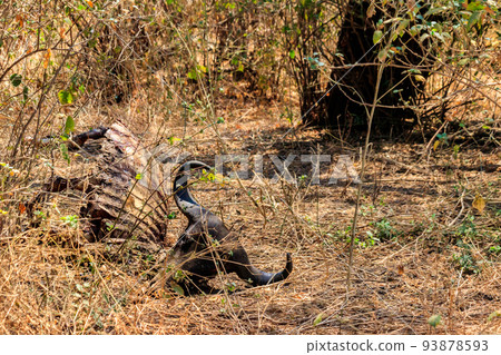 Skeleton of wildebeest lying in dry grass on a meadow 93878593