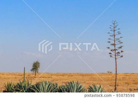 Sisal (Agave sisalana) in african savanna in Tanzania 93878598
