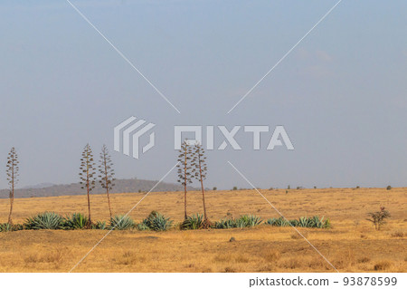 Sisal (Agave sisalana) in african savanna in Tanzania 93878599