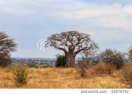 Dry african baobab (Adansonia digitata) in Tarangire national park, Tanzania Dry african baobab (Adansonia digitata) in Tarangire national park, Tanzania 93878702