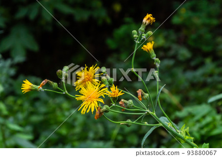 Common Groundsel or Senecio vulgaris in wild, Belarus 93880067
