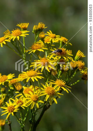 Closeup of many butterflies on a yellow flowering common ragwort or Jacobaea vulgaris plant 93880083