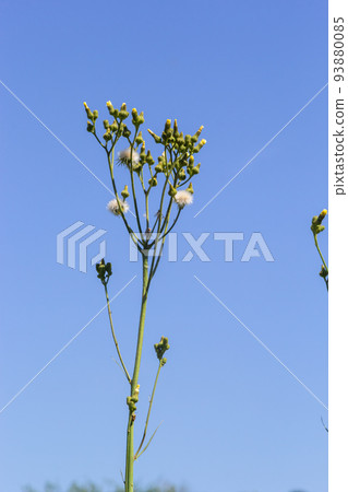 Common Groundsel or Senecio vulgaris in wild, Belarus Common Groundsel or Senecio vulgaris in wild, Belarus 93880085