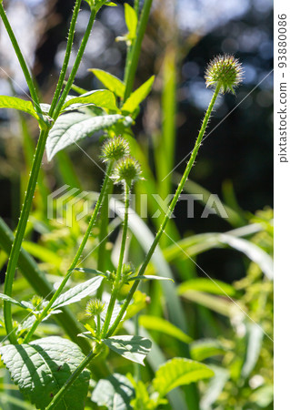 Dipsacus pilosus, Small Teasel. Wild plant shot in summer Dipsacus pilosus, Small Teasel. Wild plant shot in summer 93880086