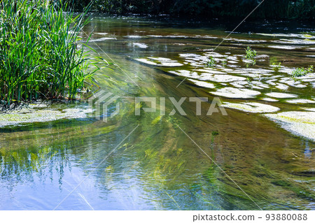 seaweed in the river in summer, sunny day. top view seaweed in the river in summer, sunny day. top view 93880088