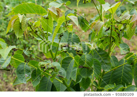 Walnut anthracnose or walnut black spot - Gnomonia, Ophiognomonia leptostyla, fungal plant pathogen 93880109