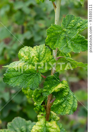 Gallic aphid on the leaves of red currant. The pest damages the currant leaves, red bumps on the leaves of the bush from the parasite disease Gallic aphid on the leaves of red currant. The pest damages the currant leaves, red bumps on the leaves of the bush from the parasite disease 93880111