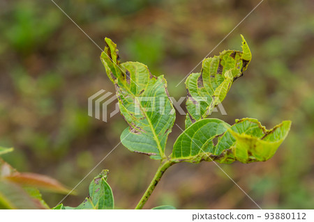 Walnut anthracnose or walnut black spot - Gnomonia, Ophiognomonia leptostyla, fungal plant pathogen 93880112