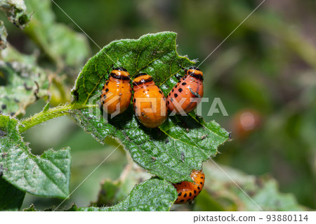 potato cultivation destroyed by larvae and beetles of Colorado potato beetle, Leptinotarsa decemlineata, also known as the Colorado beetle, the ten-striped spearman, the ten-lined potato beetle potato cultivation destroyed by larvae and beetles of Colorado potato beetle, Leptinotarsa decemlineata, also known as the Colorado beetle, the ten-striped spearman, the ten-lined potato beetle 93880114