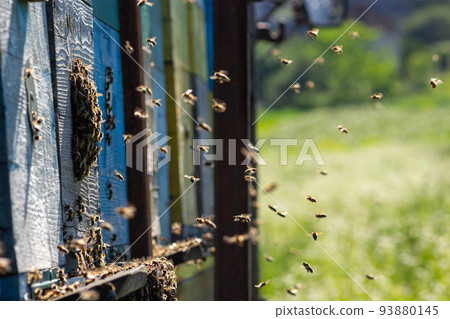 swarm of honey bees flying around beehive. Bees returning from collecting honey fly back to the hive. Honey bees on home apiary, apiculture concept 93880145