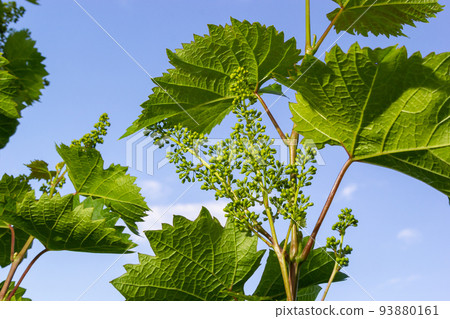 Flowering grapes against the blue sky. Flowering vine. Grape vine with young leaves and buds blooming in the vineyard 93880161