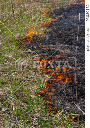Burning old dry grass. Tongues red flame and burning dry yellowed grass in smoke 93880182