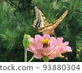 花和蝴蝶 93880304