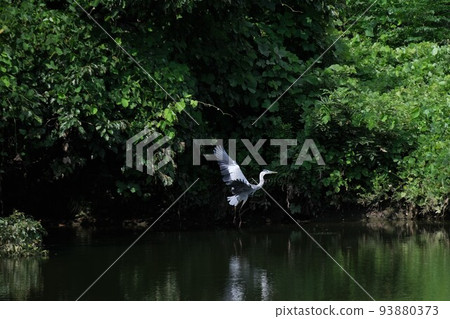 Gray heron Gray heron 93880373