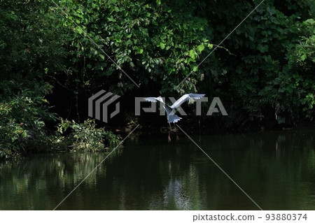 Gray heron Gray heron 93880374