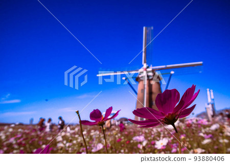 Windmill and Cosmos 93880406