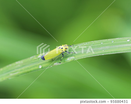 Raindrops and blacktip leafhopper 93880431