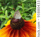 蝴蝶 93880433