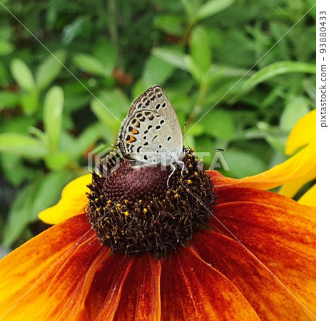 蝴蝶 蝴蝶 93880433