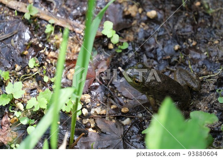 一隻青蛙 93880604