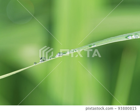 蒲葦葉子上的雨滴 蒲葦葉子上的雨滴 93880815