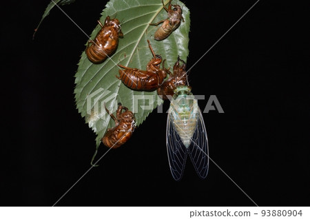 Cicada shedding and emergence 93880904