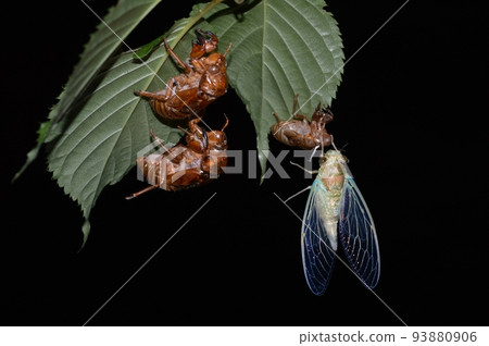 Cicada shedding and emergence 93880906