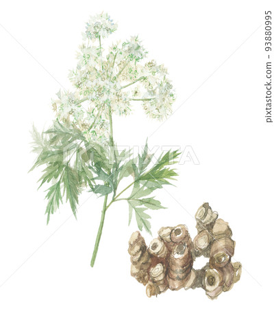 蛇床子 蛇床子花和根 蛇床子 蛇床子花和根 93880995